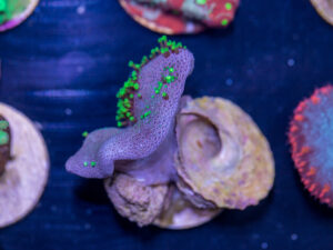 K12 - Toadstool Leather