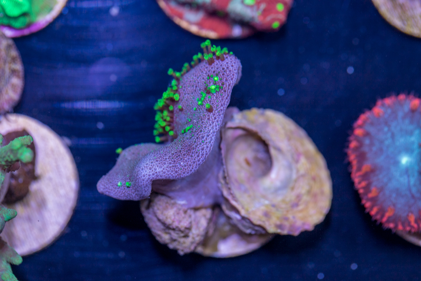 K12 - Toadstool Leather 1 K12 - Toadstool Leather