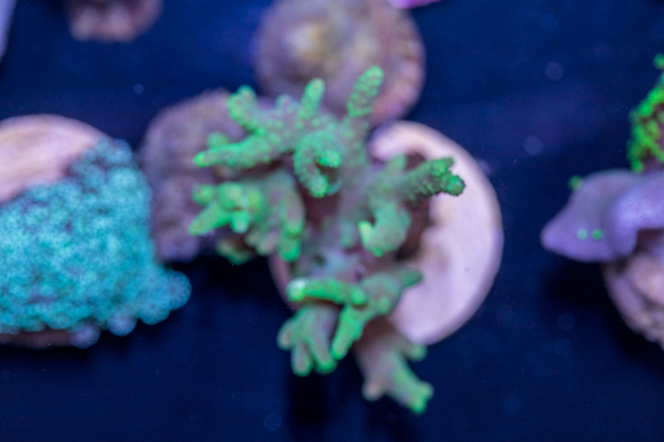 K13 - Sinularia 1 K13 - Sinularia