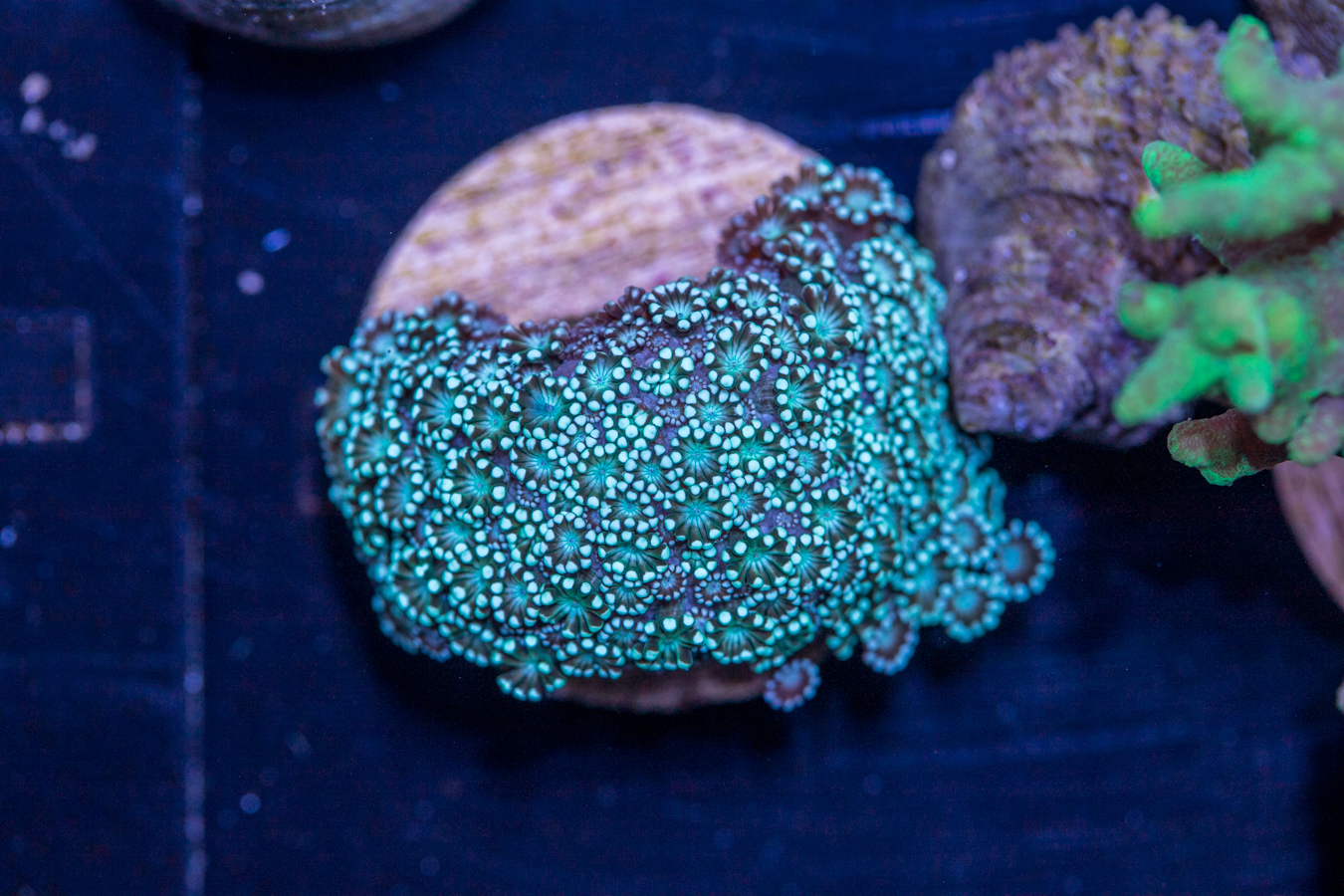 K14 - Alveopora 1 K14 - Alveopora