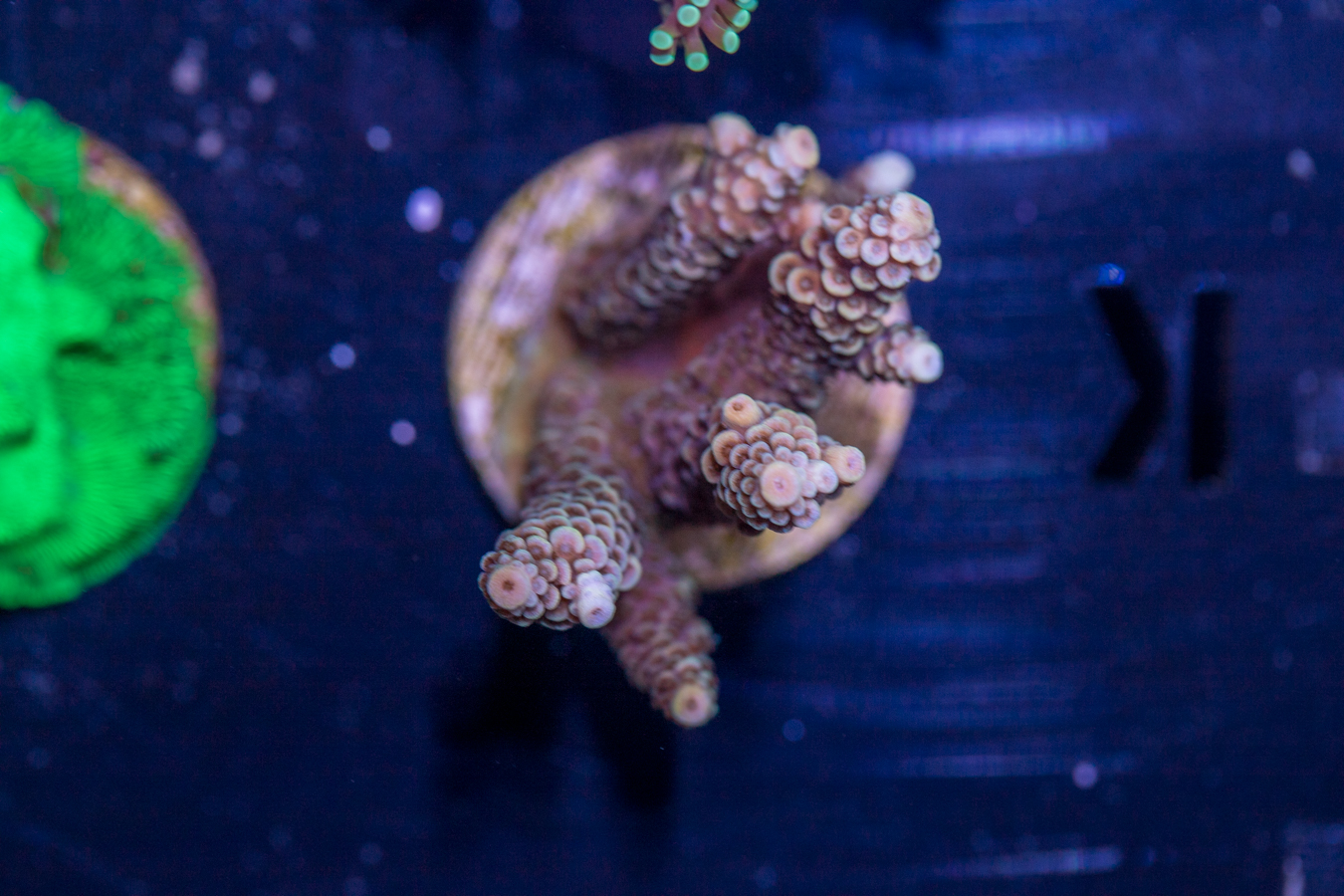 K22 - Millepora 1 K22 - Millepora