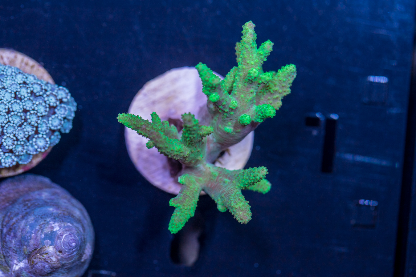 L08 - Sinularia 1 L08 - Sinularia