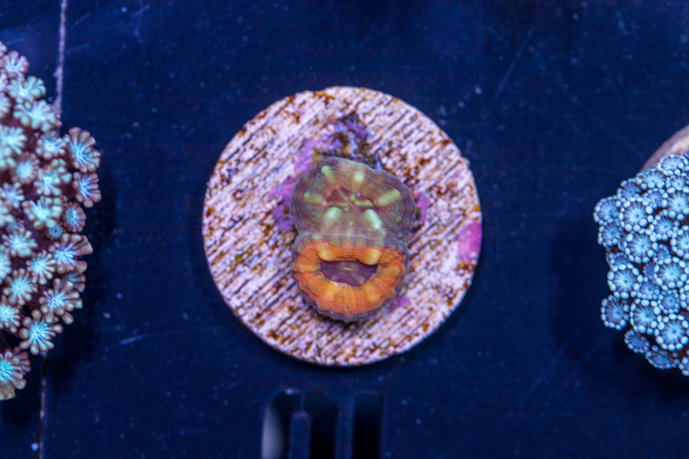 L10 - Lobophyllia 1 L10 - Lobophyllia