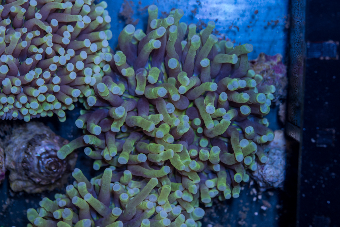 Heliofungia 1 Heliofungia