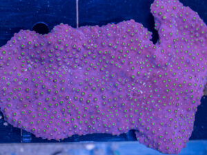 Montipora