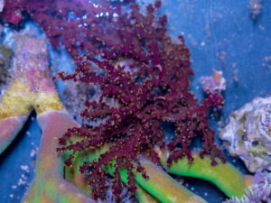 Gorgonian