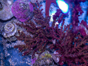 Gorgonian