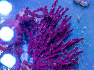 Gorgonian