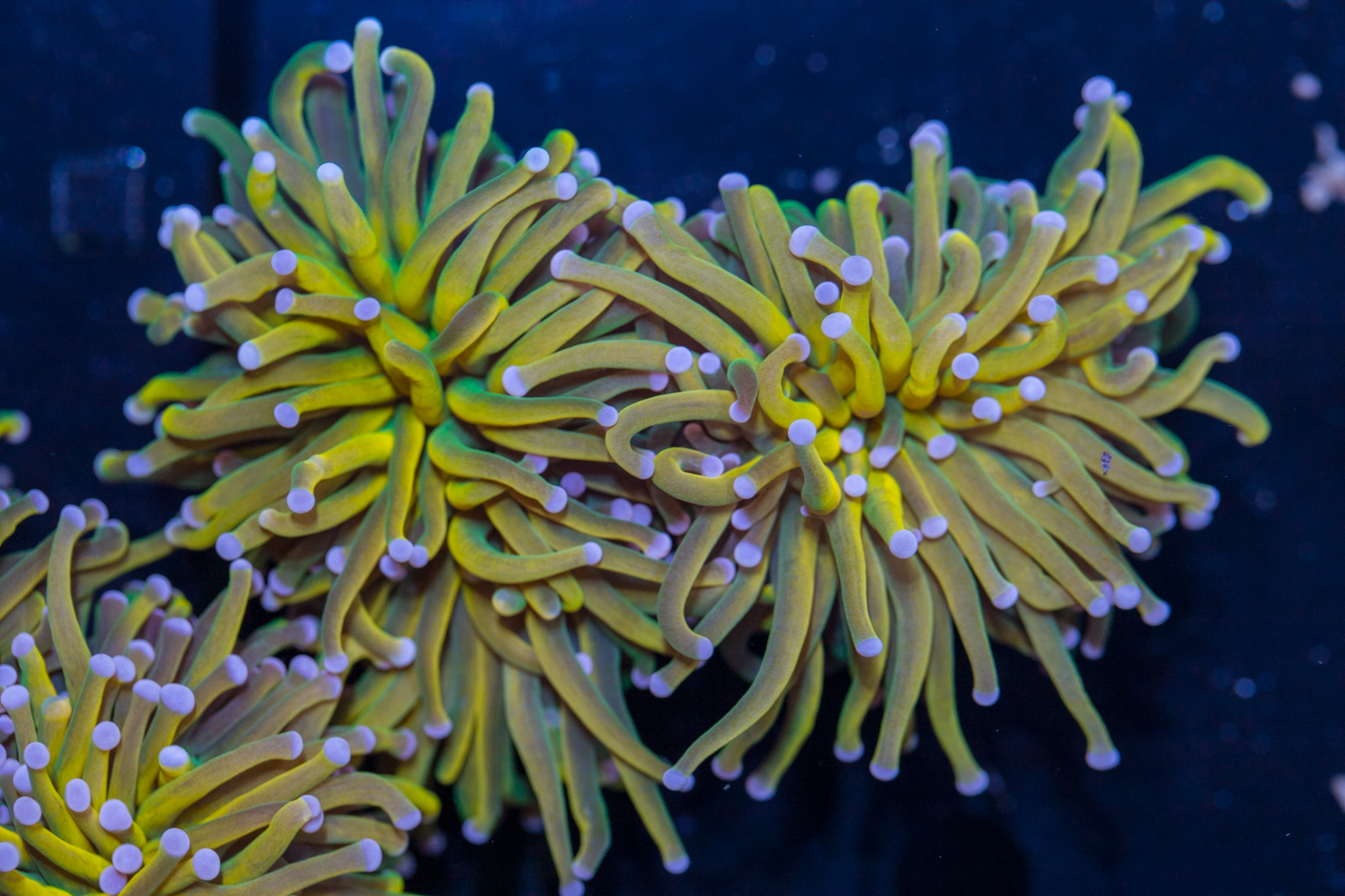 Torch - Holy Grail 1 Torch - Holy Grail