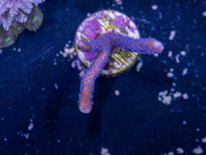 Montipora - Purple Digitata