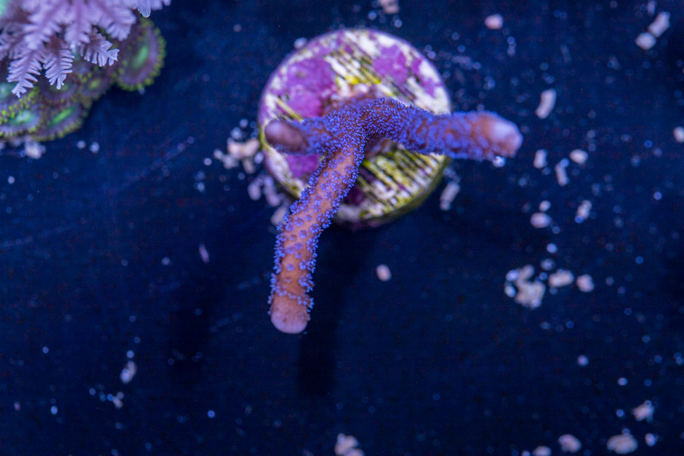 Montipora - Purple Digitata 1 Montipora - Purple Digitata