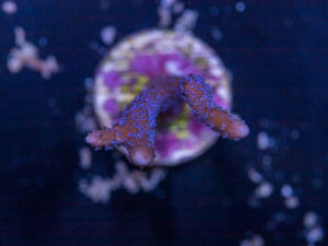 Montipora - Purple Digitata