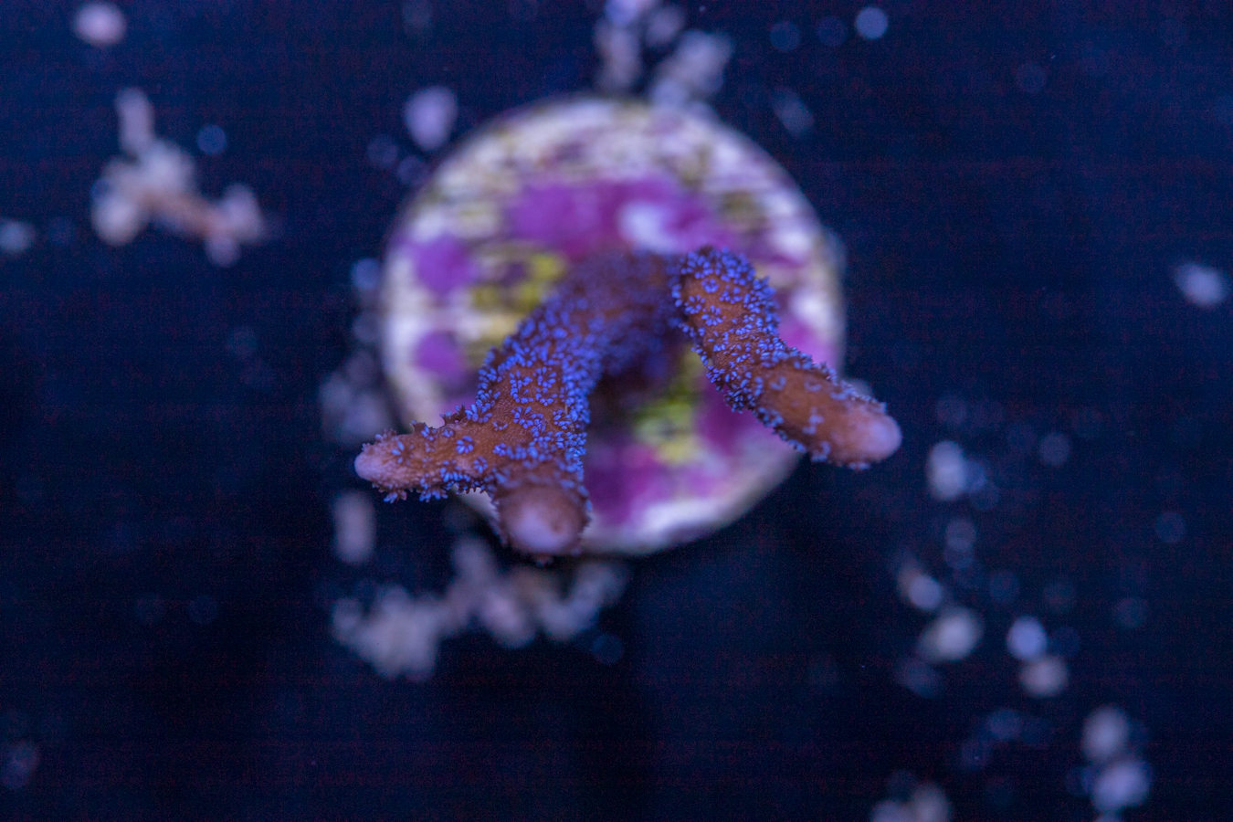 Montipora - Purple Digitata 1 Montipora - Purple Digitata