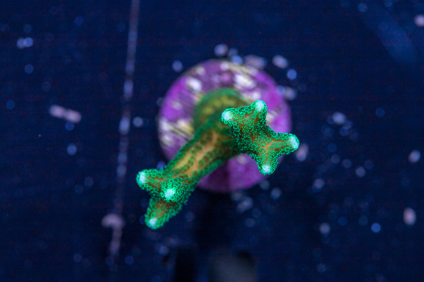 Birdsnest 1 Birdsnest