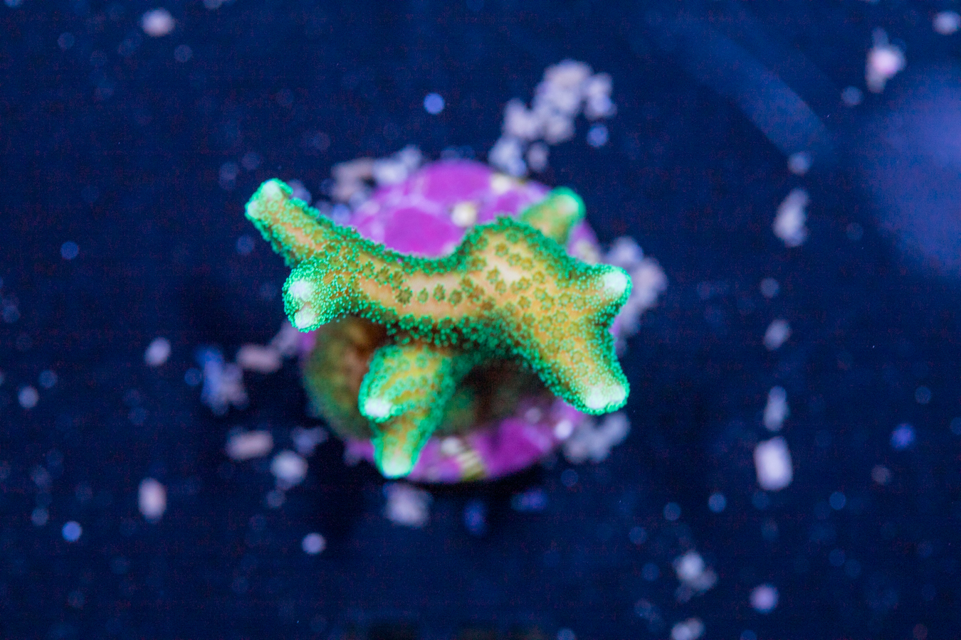 Birdsnest 1 Birdsnest