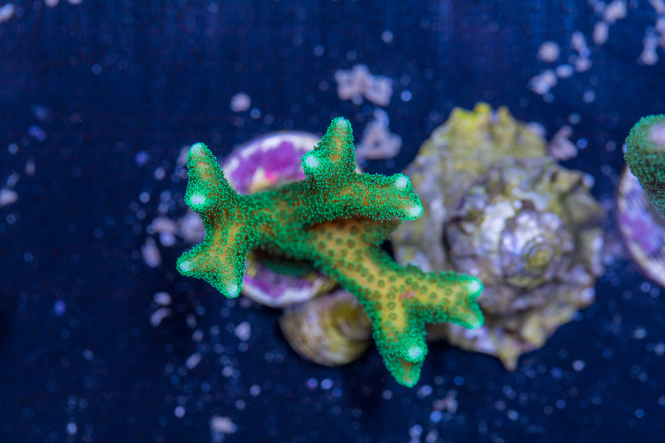 Birdsnest 1 Birdsnest