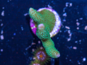 Montipora - Green Digitata
