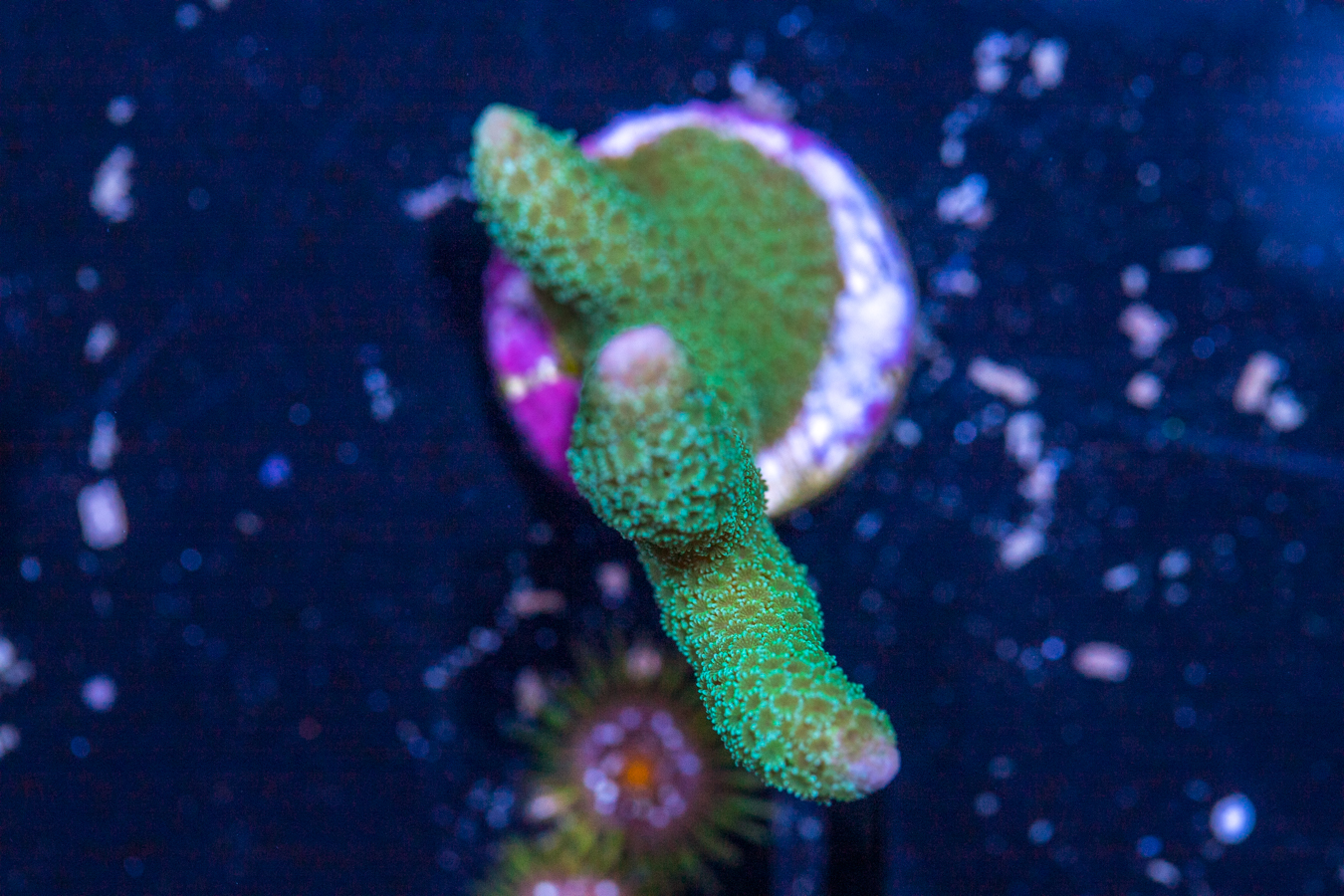 Montipora - Green Digitata 1 Montipora - Green Digitata