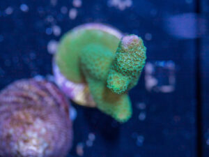 Montipora - Green Digitata