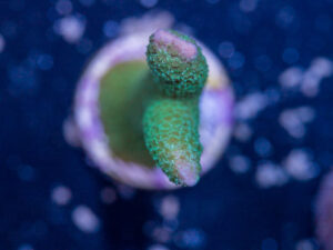 Montipora - Green Digitata
