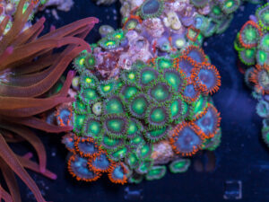 Zoanthids