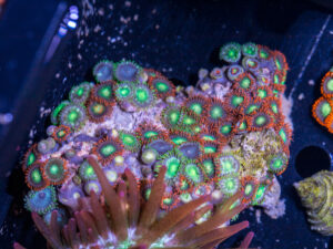 Zoanthids