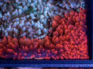 Bubble Tip Anemone - Rose