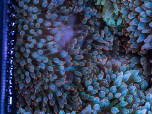 Bubble Tip Anemone