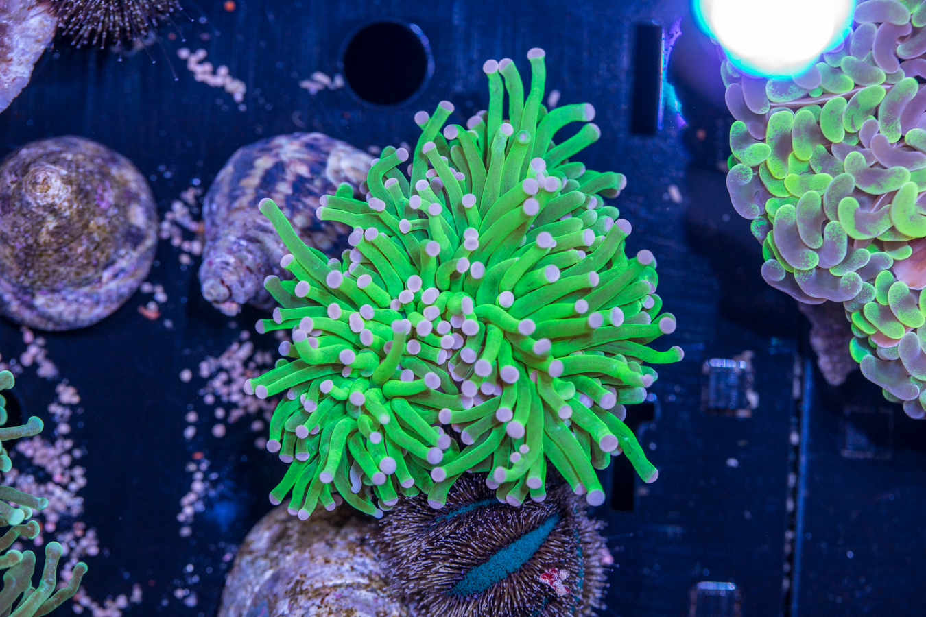 Torch - Hulk 1 Torch - Hulk