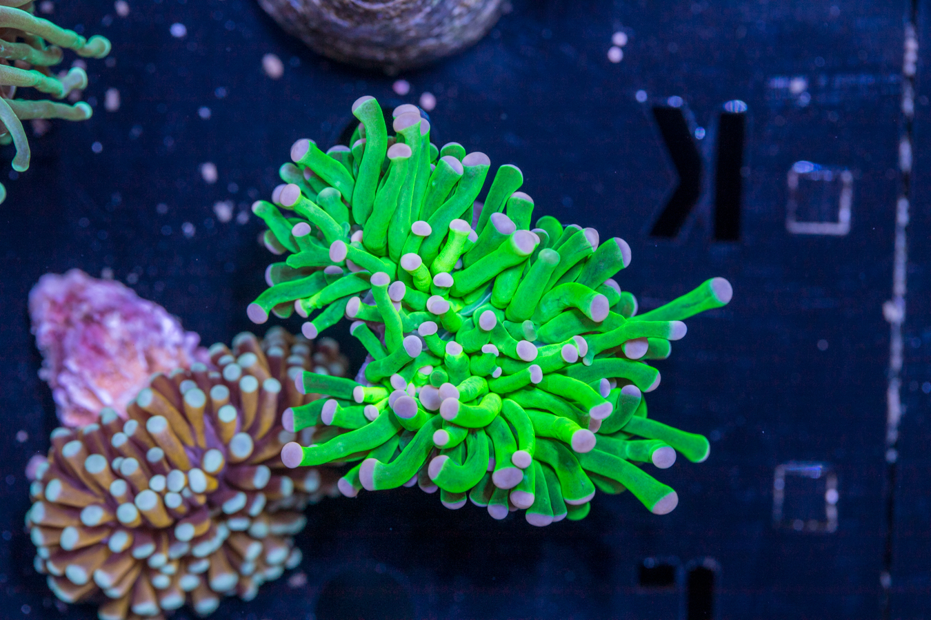 Torch - Hulk 1 Torch - Hulk