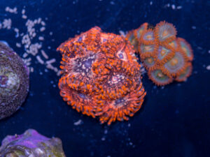 Zoanthids - Utter Chaos