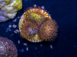 Zoanthids - Texas Grim Reaper