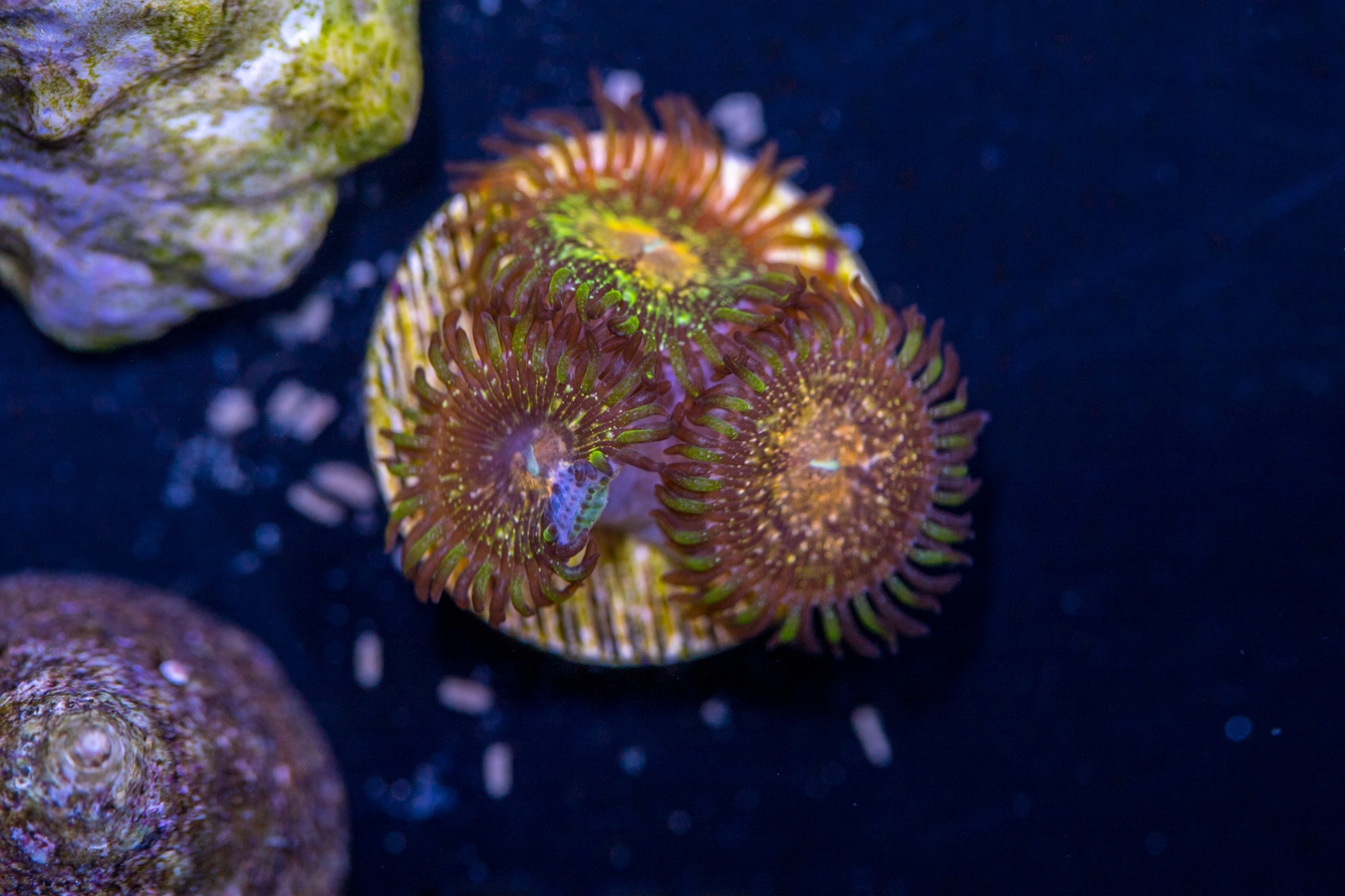 Zoanthids - Texas Grim Reaper 1 Zoanthids - Texas Grim Reaper