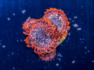 Zoanthids - Utter Chaos