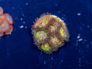 Zoanthids - Texas Grim Reaper