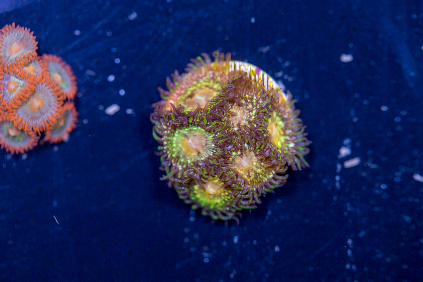 Zoanthids - Texas Grim Reaper 1 Zoanthids - Texas Grim Reaper