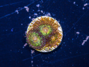 Zoanthids - Texas Grim Reaper