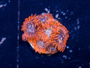 Zoanthids - Utter Chaos