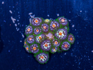 Zoanthids - Pinwheel