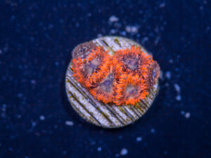 Zoanthids - Utter Chaos