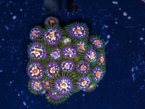 Zoanthids - Pinwheel