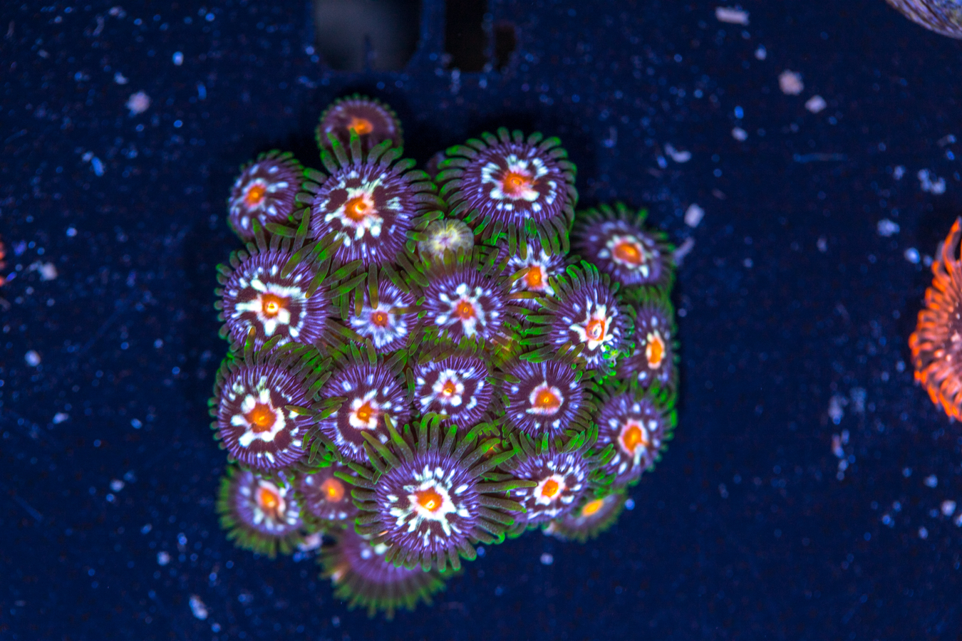 Zoanthids - Pinwheel 1 Zoanthids - Pinwheel
