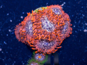 Zoanthids - Utter Chaos