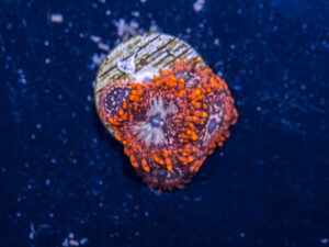 Zoanthids - Utter Chaos