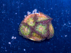 Zoanthids - Texas Grim Reaper