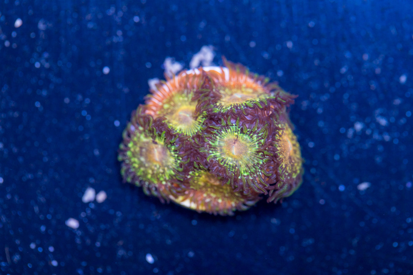 Zoanthids - Texas Grim Reaper 1 Zoanthids - Texas Grim Reaper