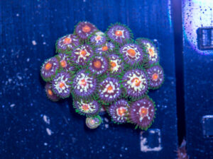 Zoanthids - Pinwheel