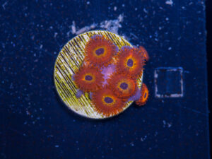 Zoanthids - Diabolique