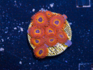 Zoanthids - Diabolique