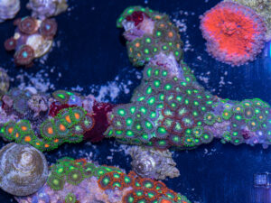 Zoanthids